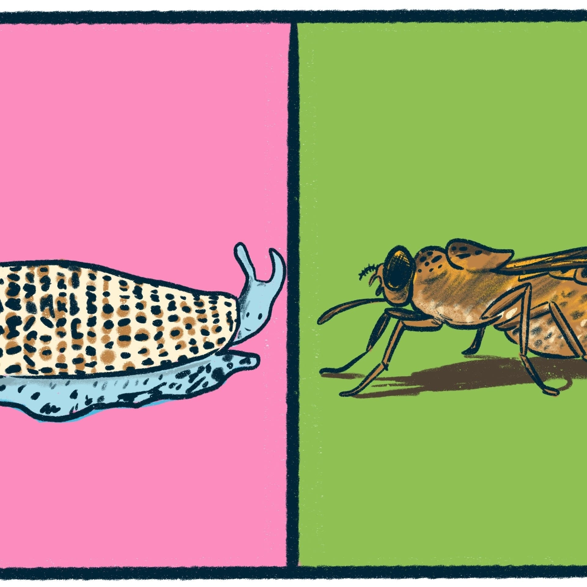Cone Snails vs. Tsetse Flies: a deadly debate