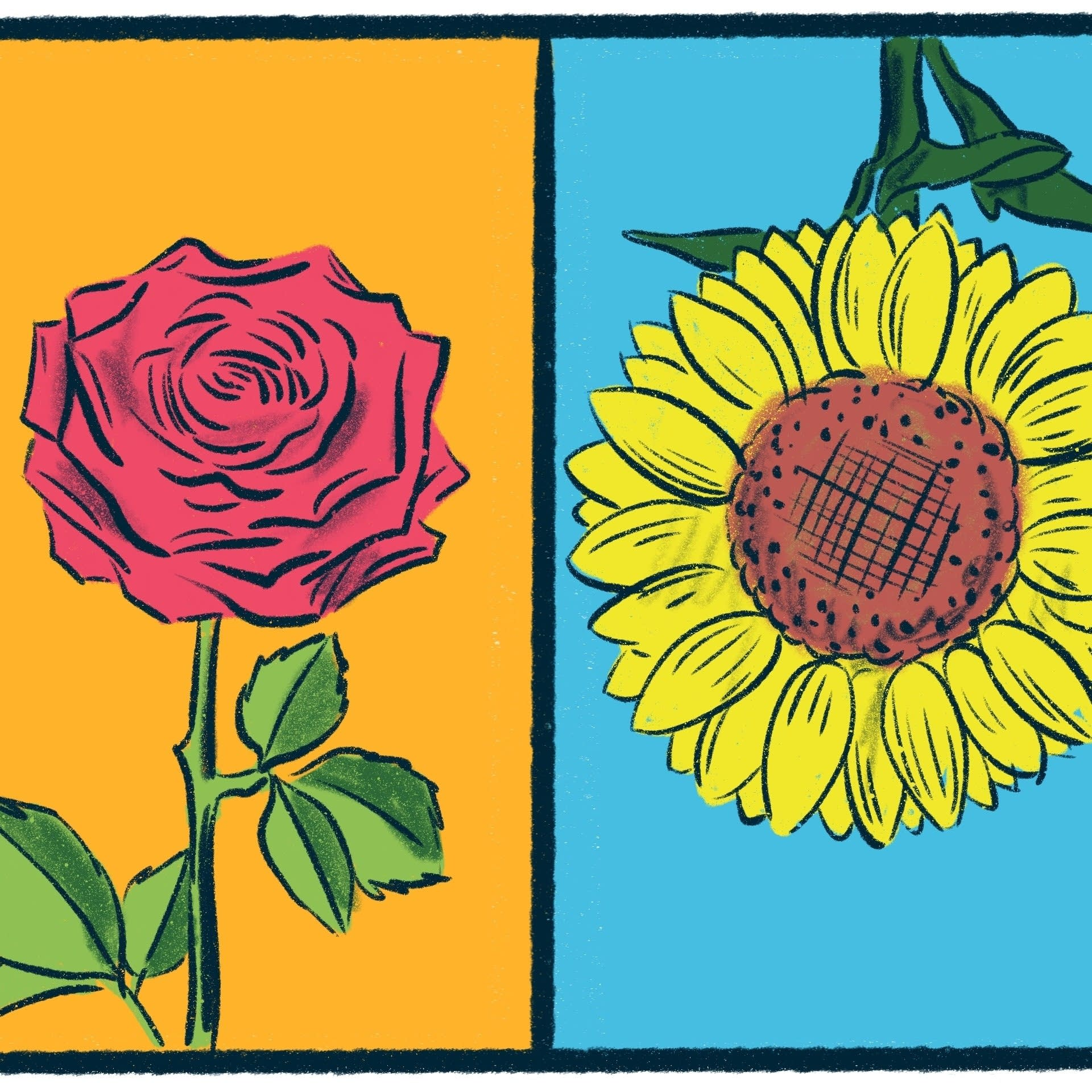 Roses vs. Sunflowers: A flowery debate
