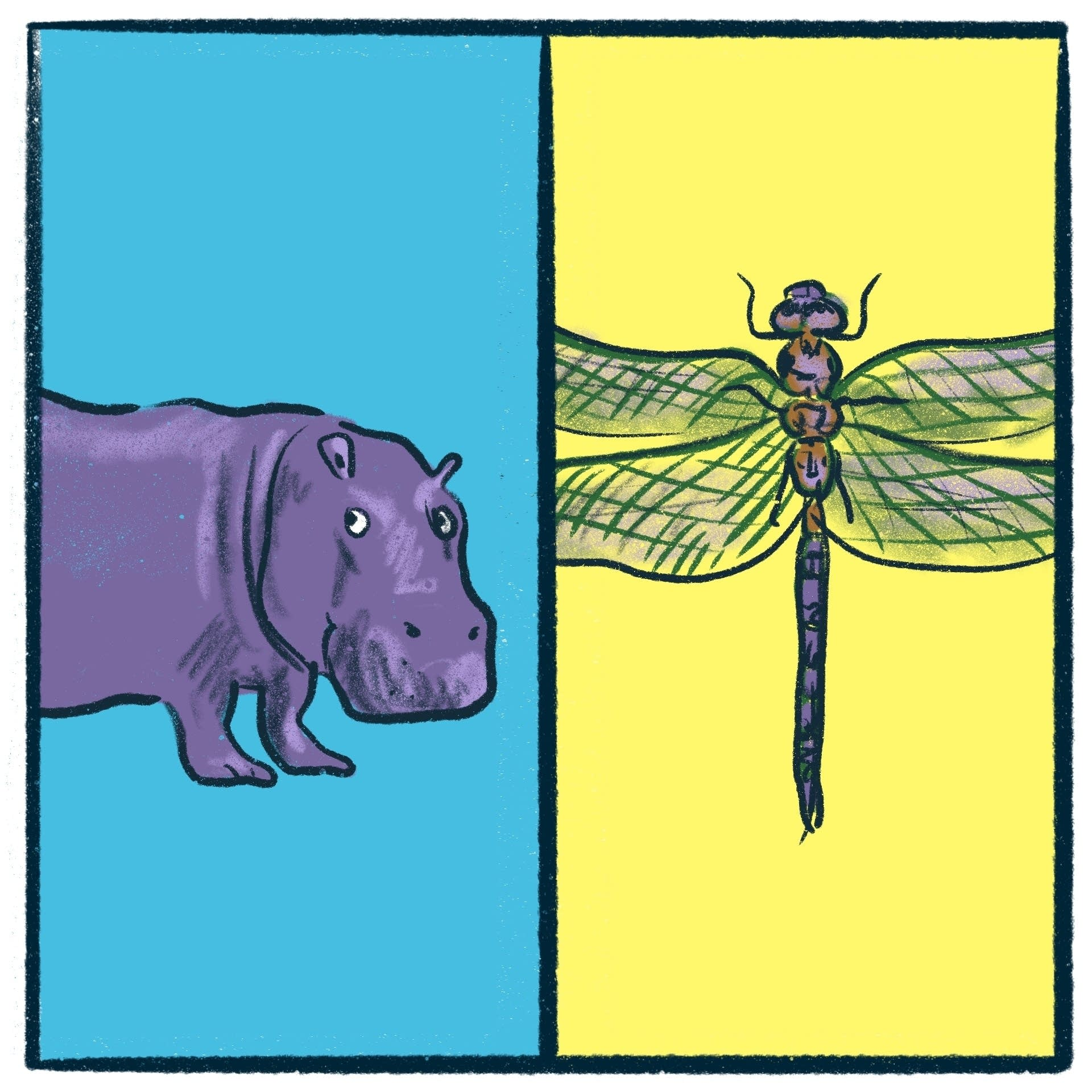Hippopotamus vs. Dragonfly: a sizeable debate