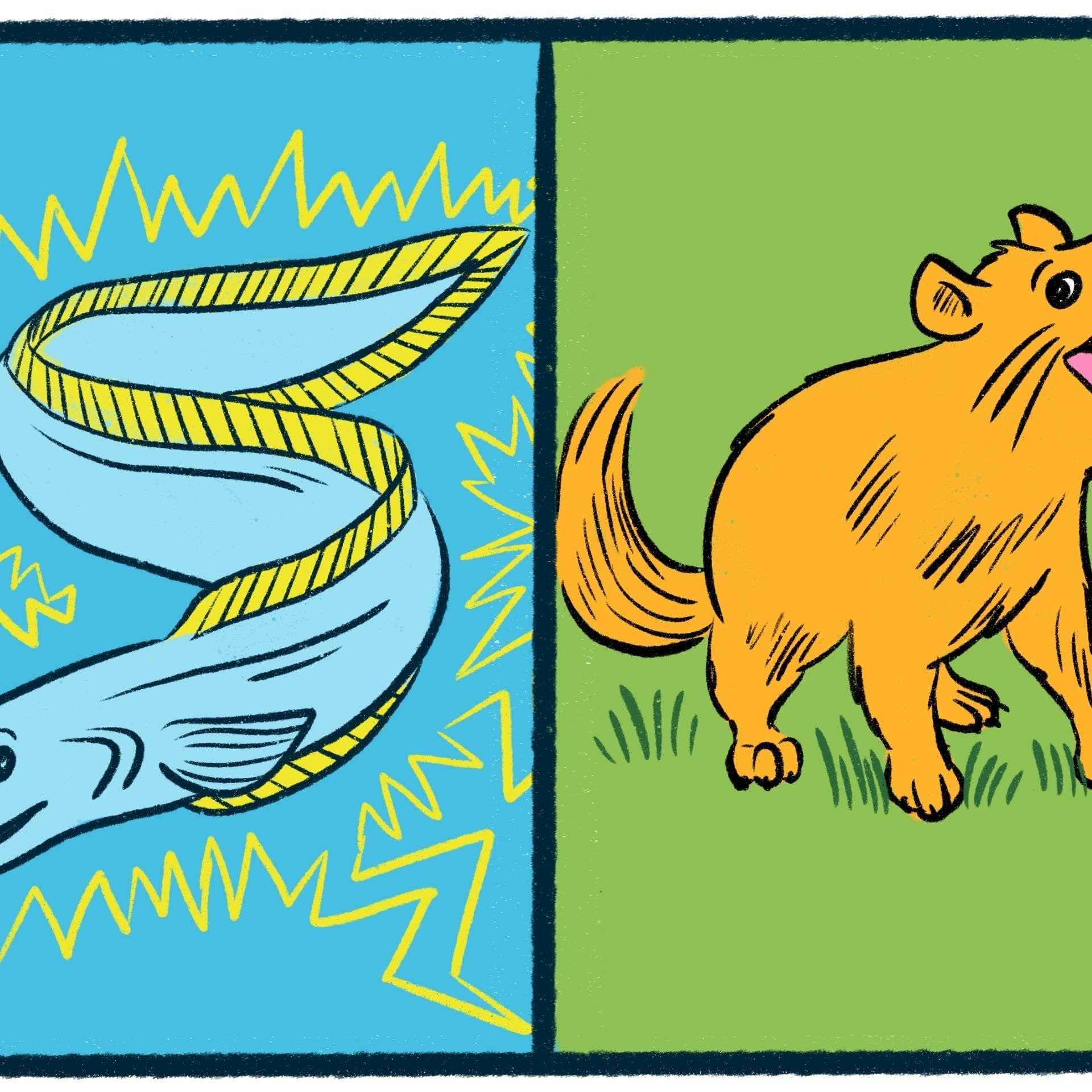 Electric Eels vs. Tasmanian Devils: A nocturnal debate