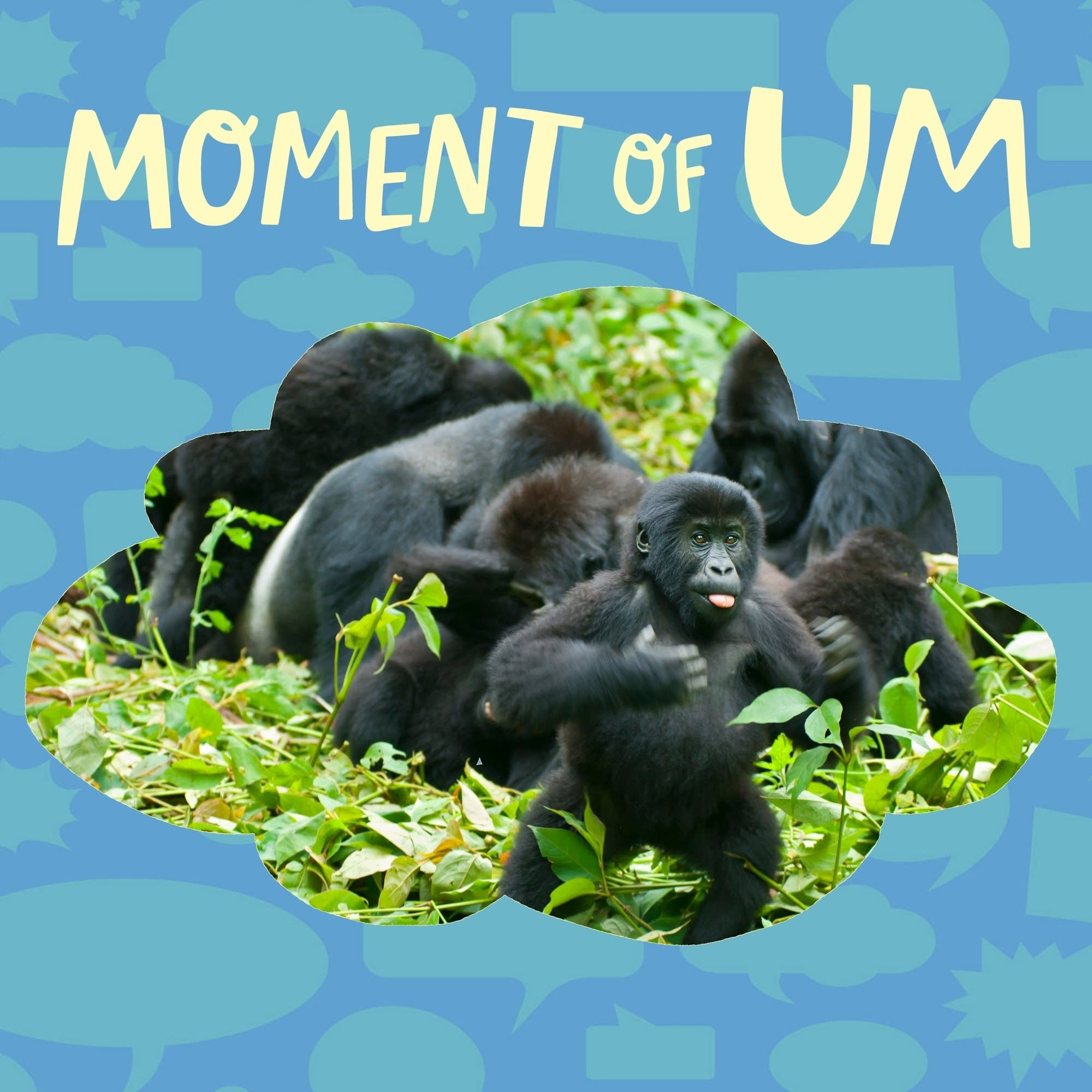 Why do gorillas beat their chests (and why is science so great)?