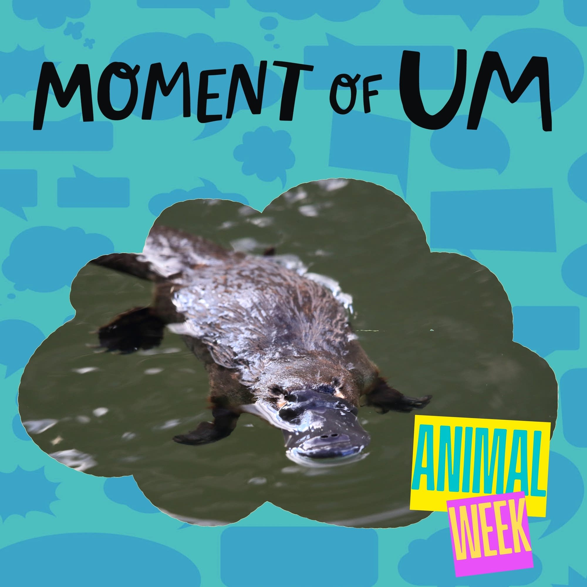 How does a platypus make its venom?