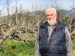 Alvaro Pardini, il fico della via Francigena? Dolce "premio" per i viandanti