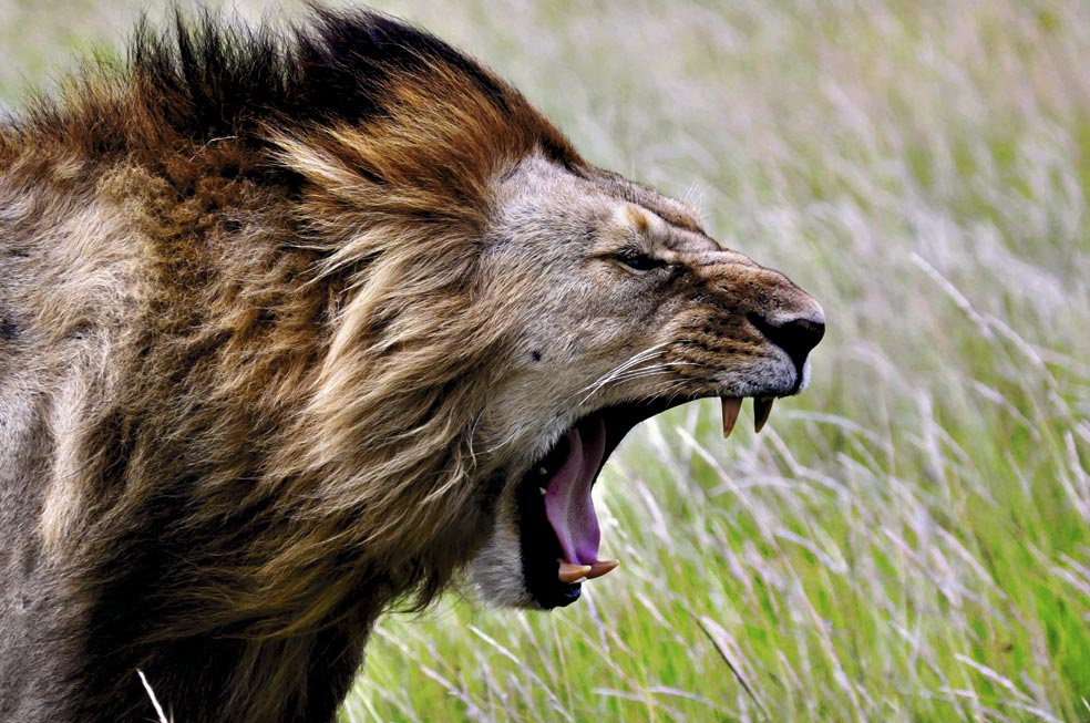 África se queda sin leones