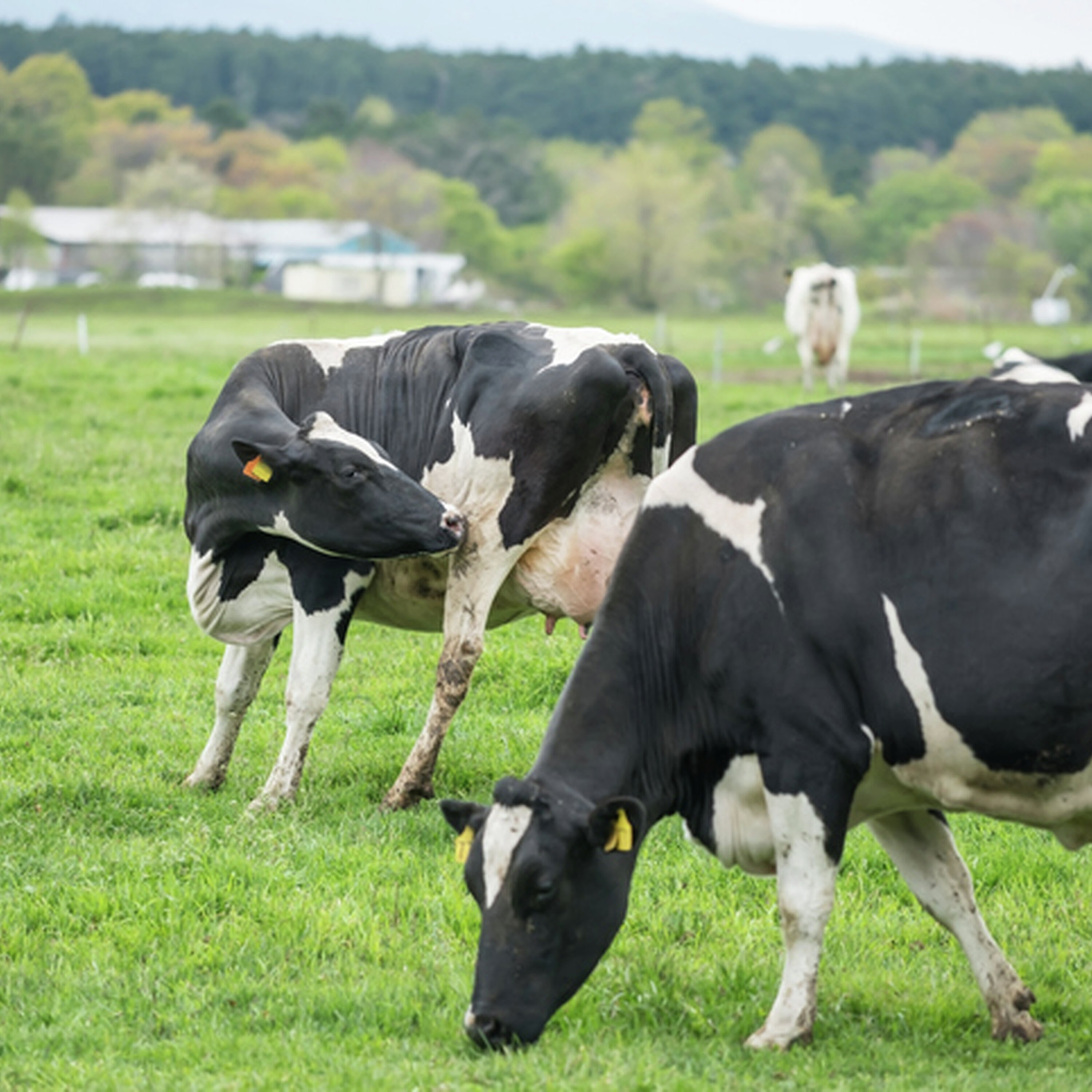 「6次化産業」と「ポッドキャスト」に挑戦中!船方総合農場の坂本さん親子が出演 12/19(by三沢編集長補佐) 「6次化産業」と「ポッドキャスト」に挑戦中!船方総合農場の坂本さん親子が出演 12/19(by三沢編集長補佐)