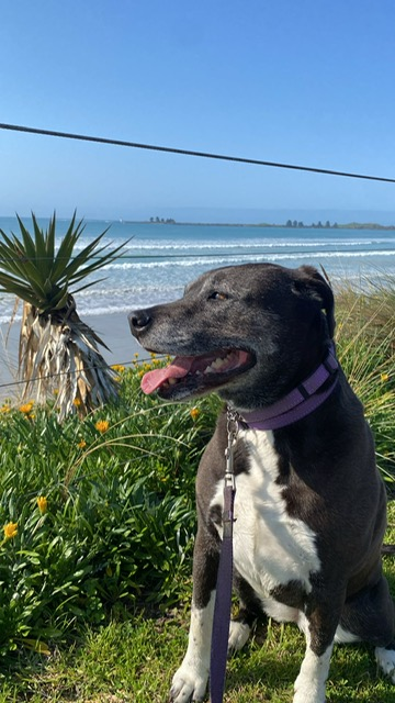 Do Dogs Go Grey?