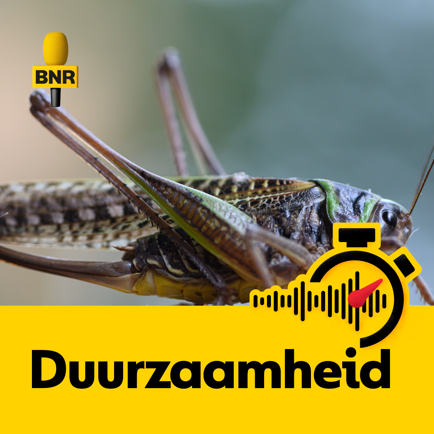 Sprinkhanen in het vaste dieet: bomvol voedingswaarden en goed voor de Afrikaanse economie