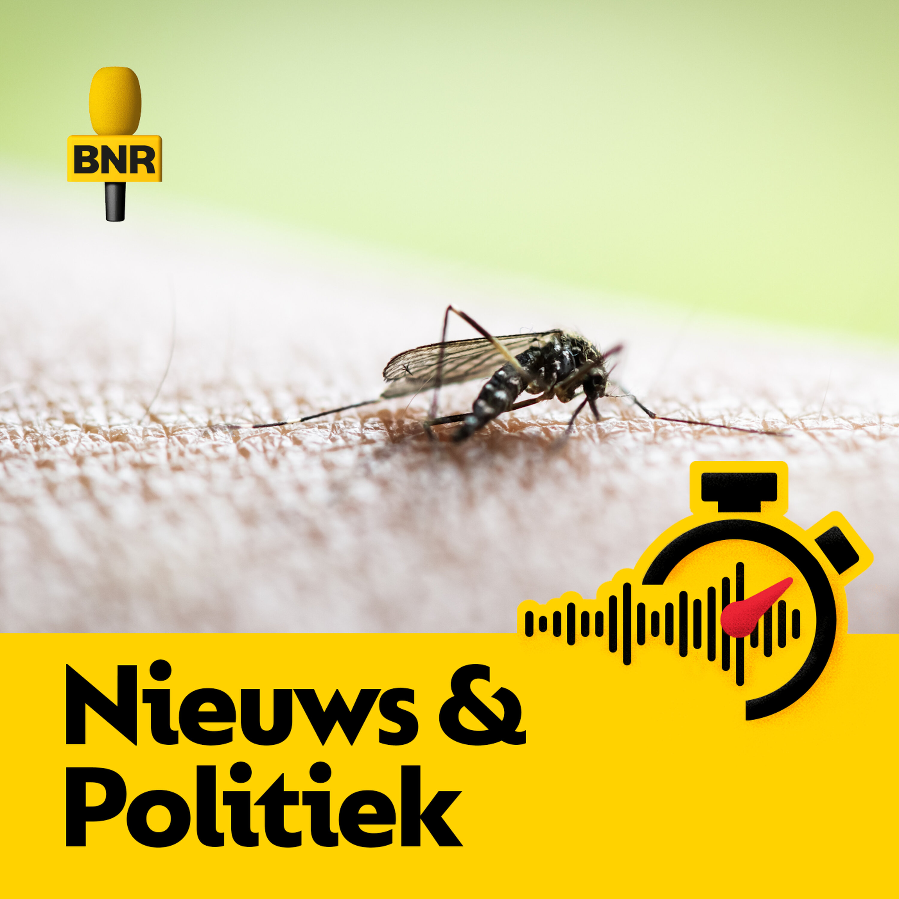 Tijgermug niet meer weg te slaan uit ons land, ‘zat er aan te komen’ Tijgermug niet meer weg te slaan uit ons land, ‘zat er aan te komen’