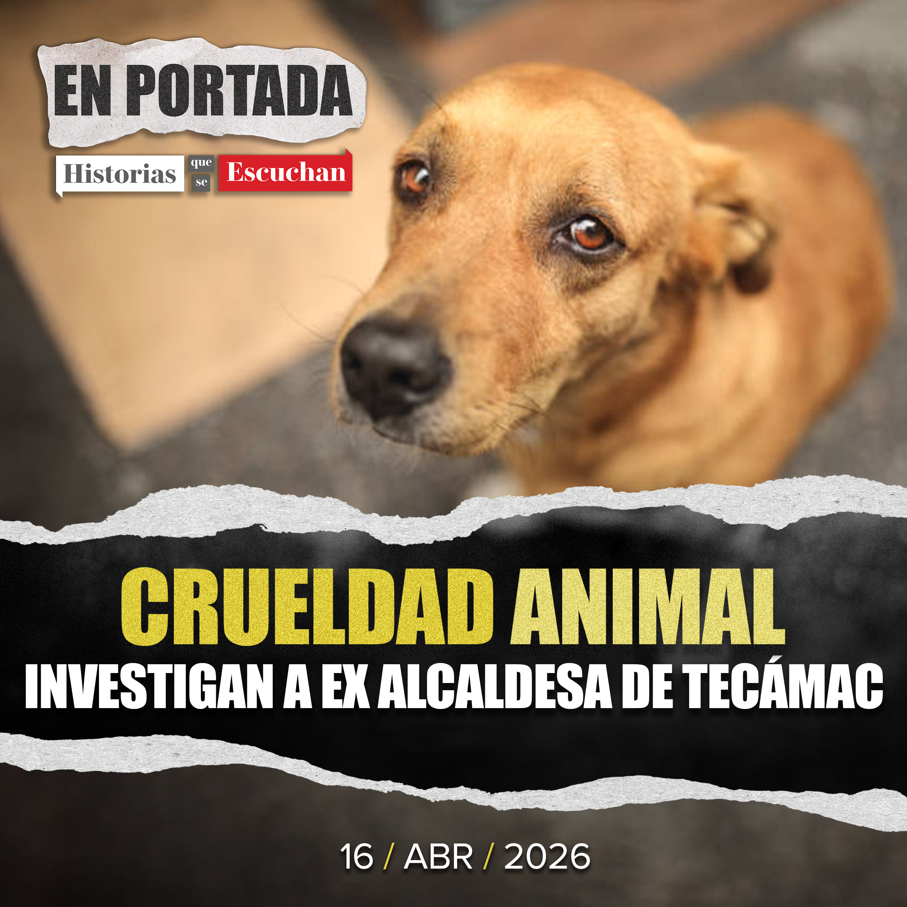 Senadora admite sacrificio de 10 mil animales cuando fue alcaldesa de Tecámac