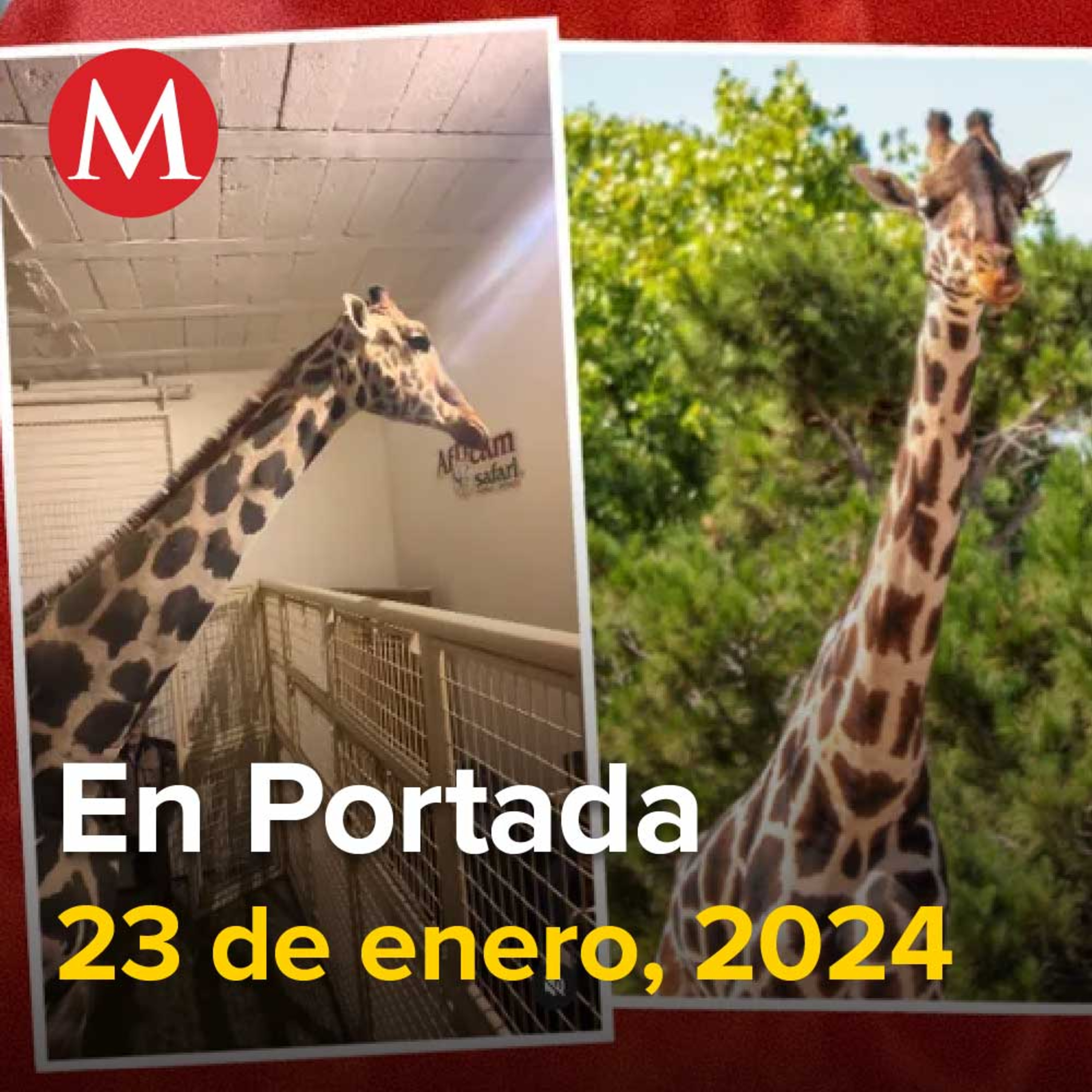 23-enero-2024. Jirafa Benito llega a Africam Safari, Secuestran a cuatro miembros de la comunidad LeBarón en Chihuahua, Centro Prodh acusa trato "parcial" para los 8 militares en caso Ayotzinapa.