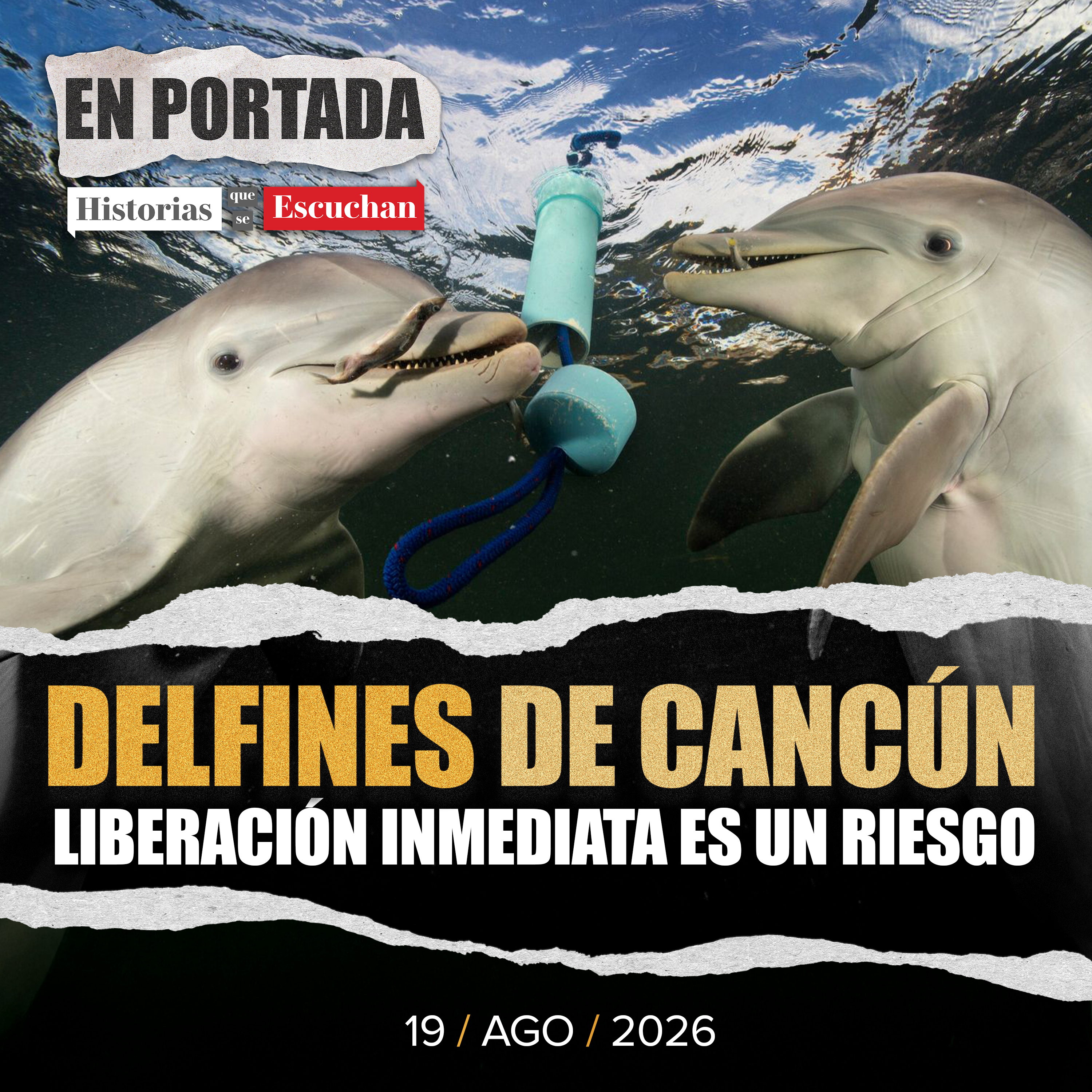 Vidas en cautiverio: futuro incierto para nueve delfines enfermos en Cancún episode artwork