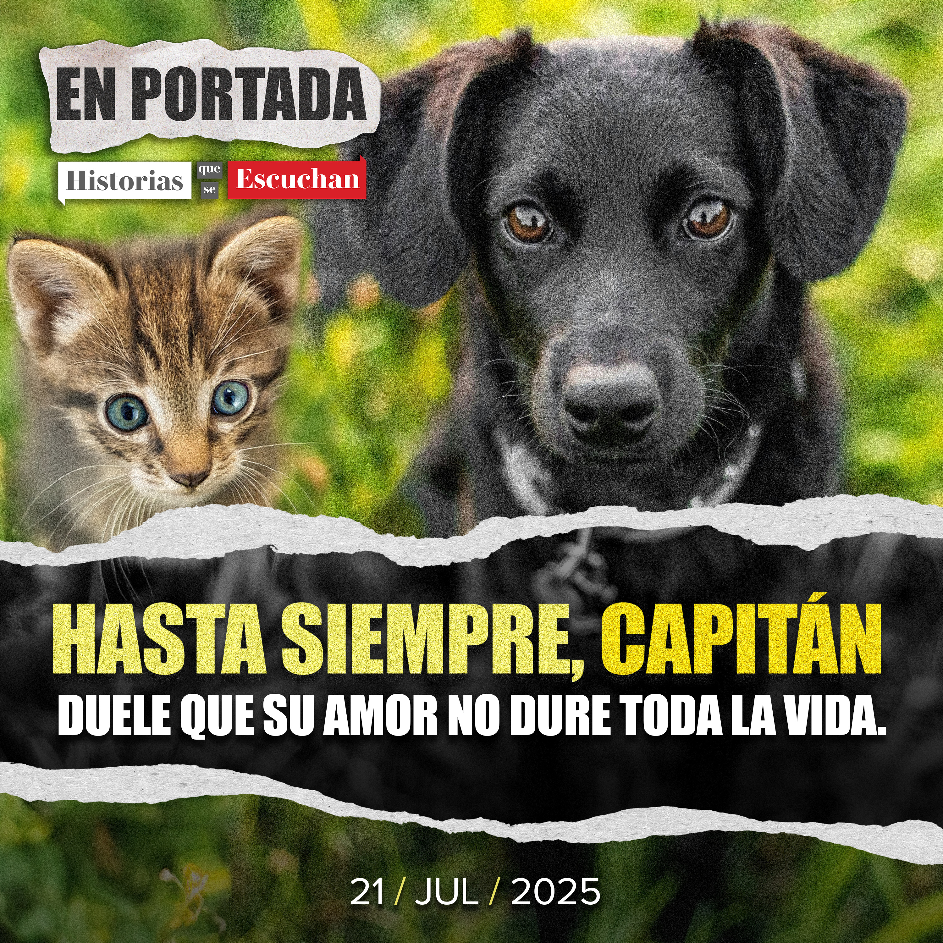 Cuando una mascota es familia: funerales y terapias para honrar su memoria