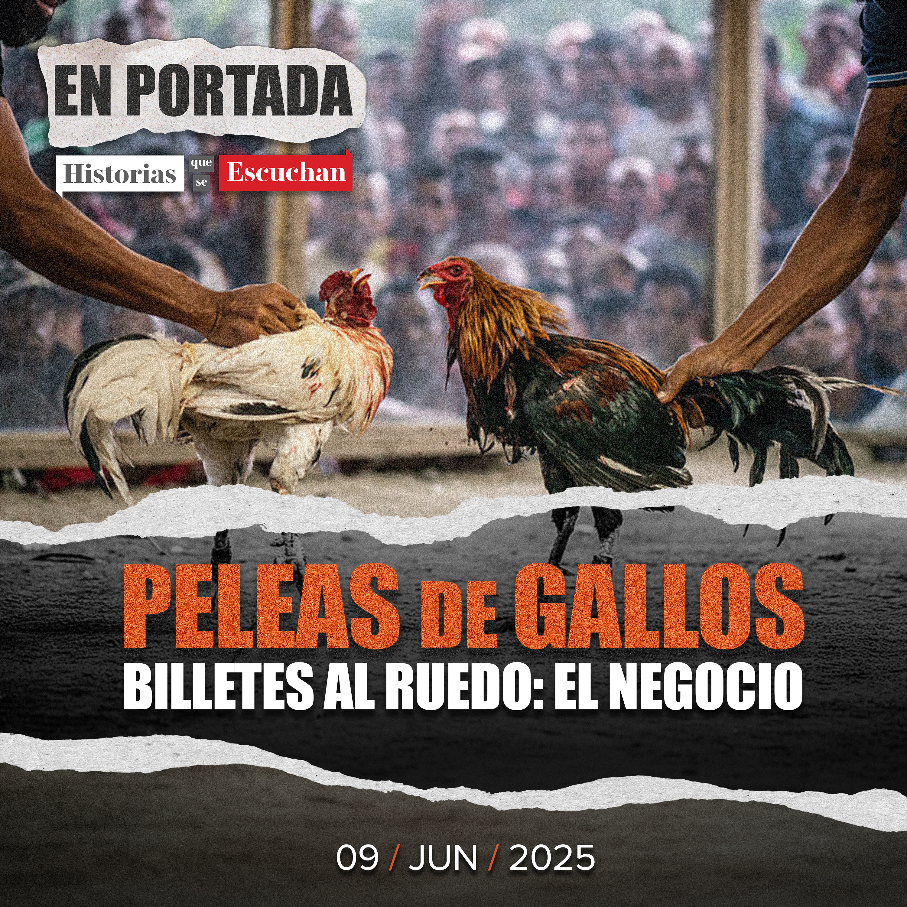 Pelea de gallos y billetes al ruedo: el negocio clandestino en Veracruz