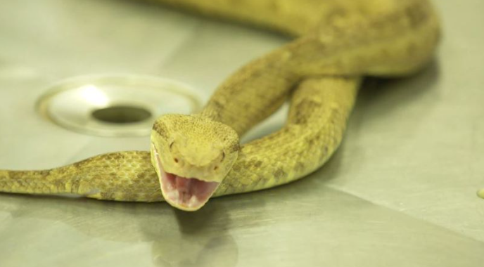 What The Melting Snake Teaches Us About Propaganda thumbnail