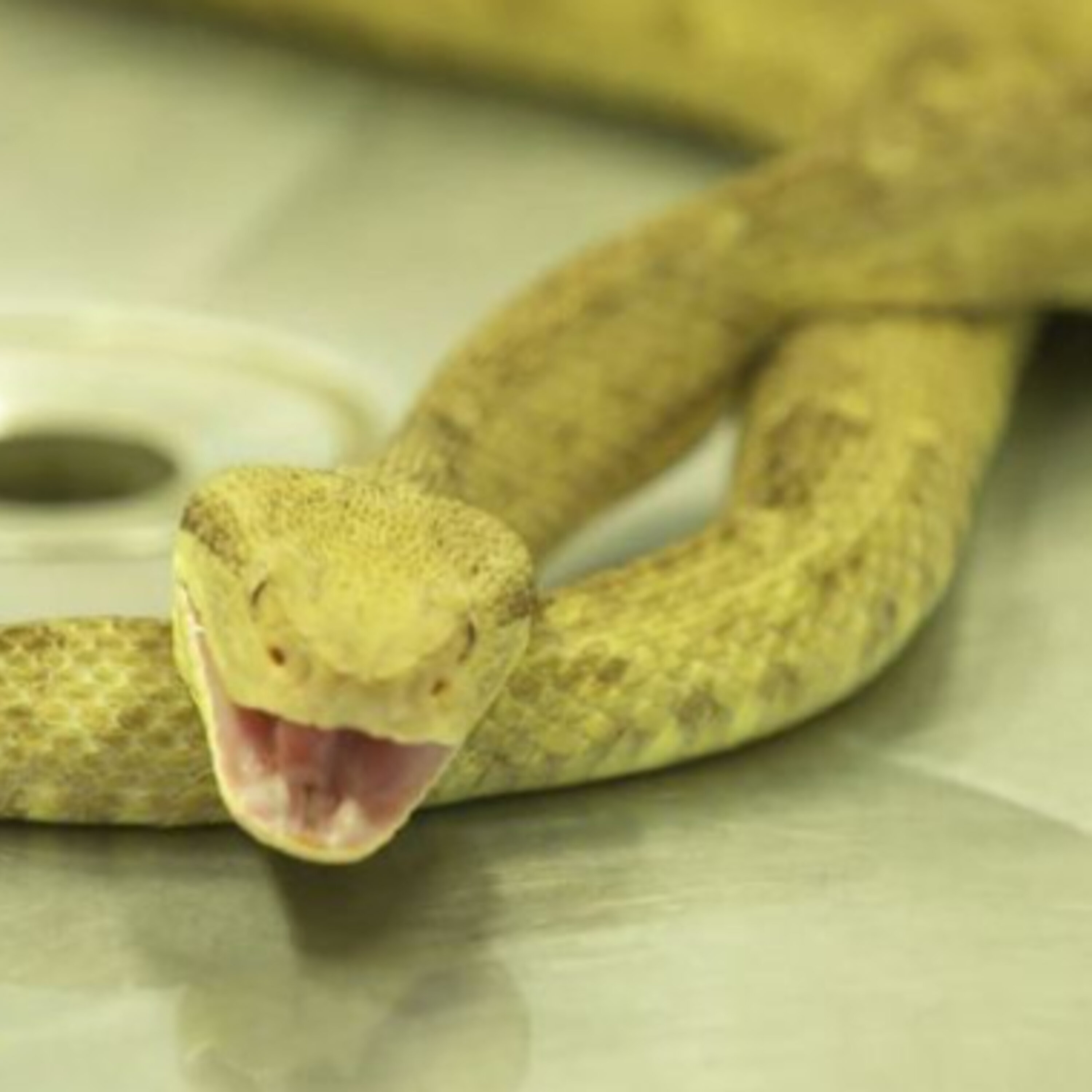 What The Melting Snake Teaches Us About Propaganda thumbnail