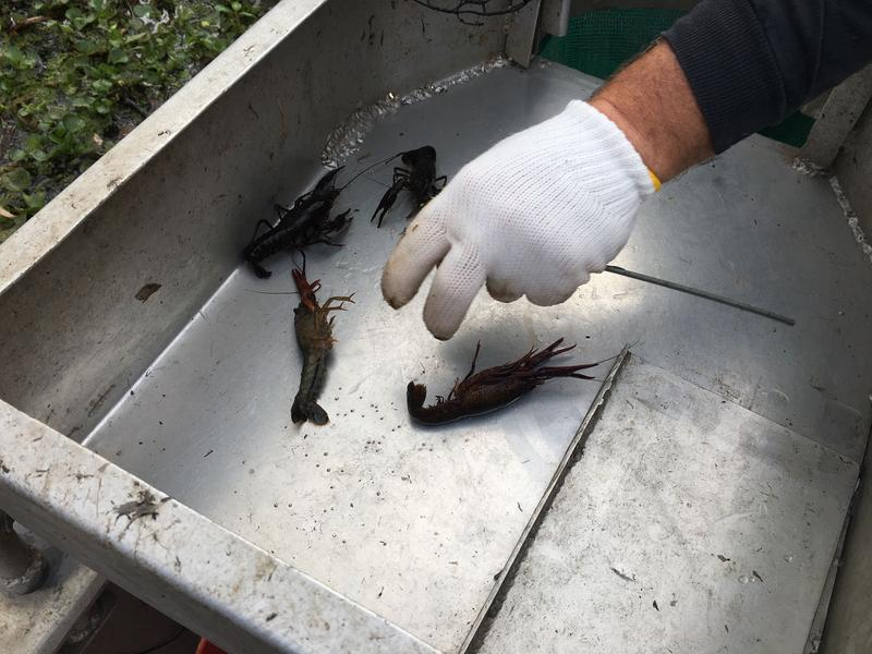 Louisiana Considered: Latest On Les Miles And LSU Scandal, The Last Juke Joints, Crawfish Season (Thurs 2/25)