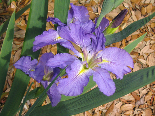 Louisiana Considered: BRPD Narcotics Allegations, Problem Gambling, Iris Preservation