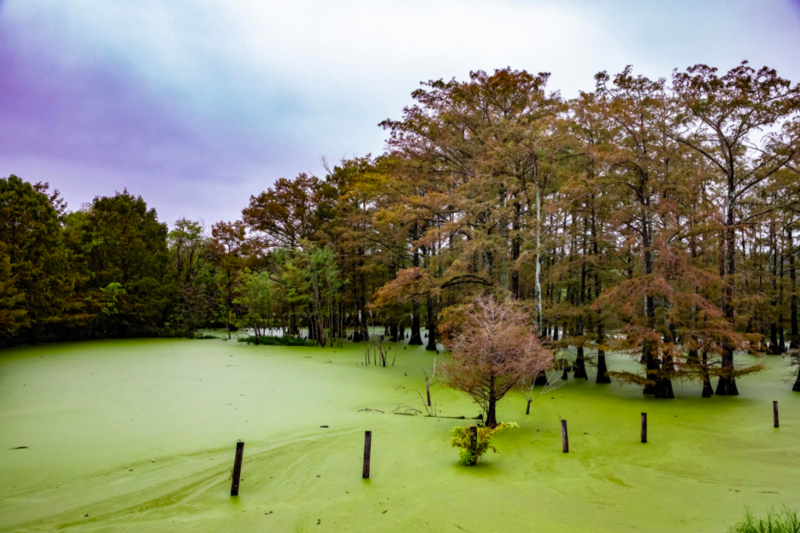 Louisiana Considered: The Latest On LSU Investigation, WWNO/WRKF's Investigation Into Groundwater Issues (Mon 3/8)