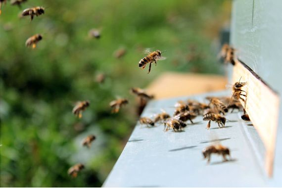 Le déclin des insectes pourrait toucher votre portefeuille
