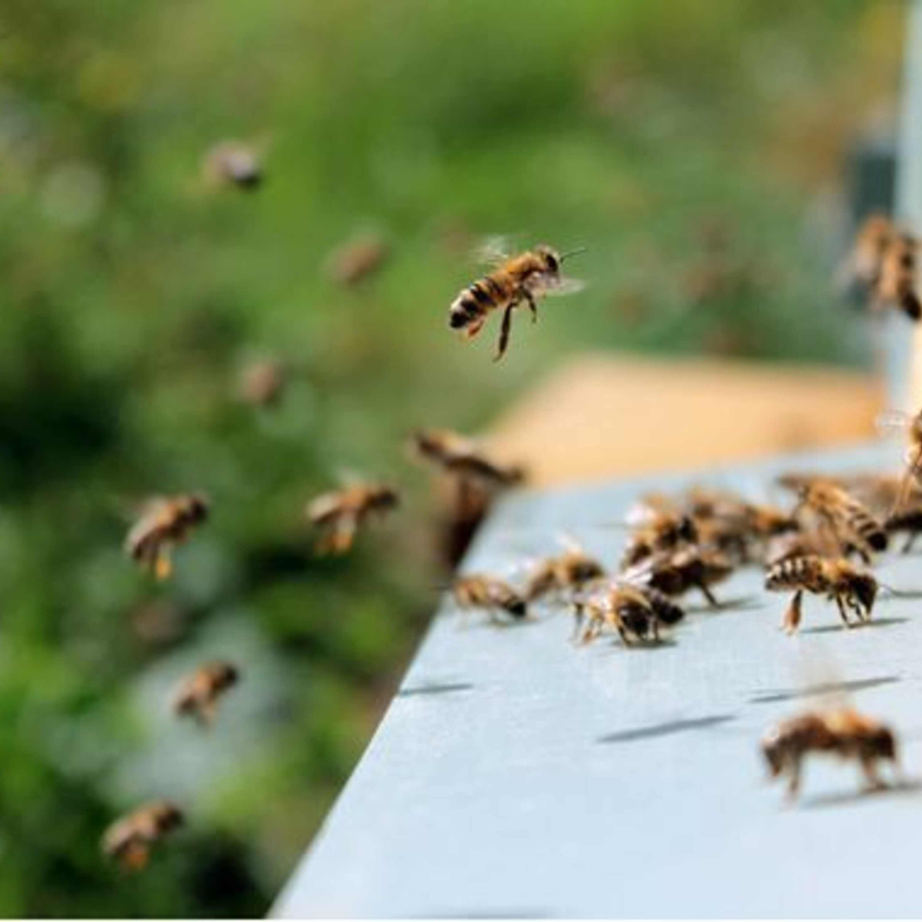 Le déclin des insectes pourrait toucher votre portefeuille