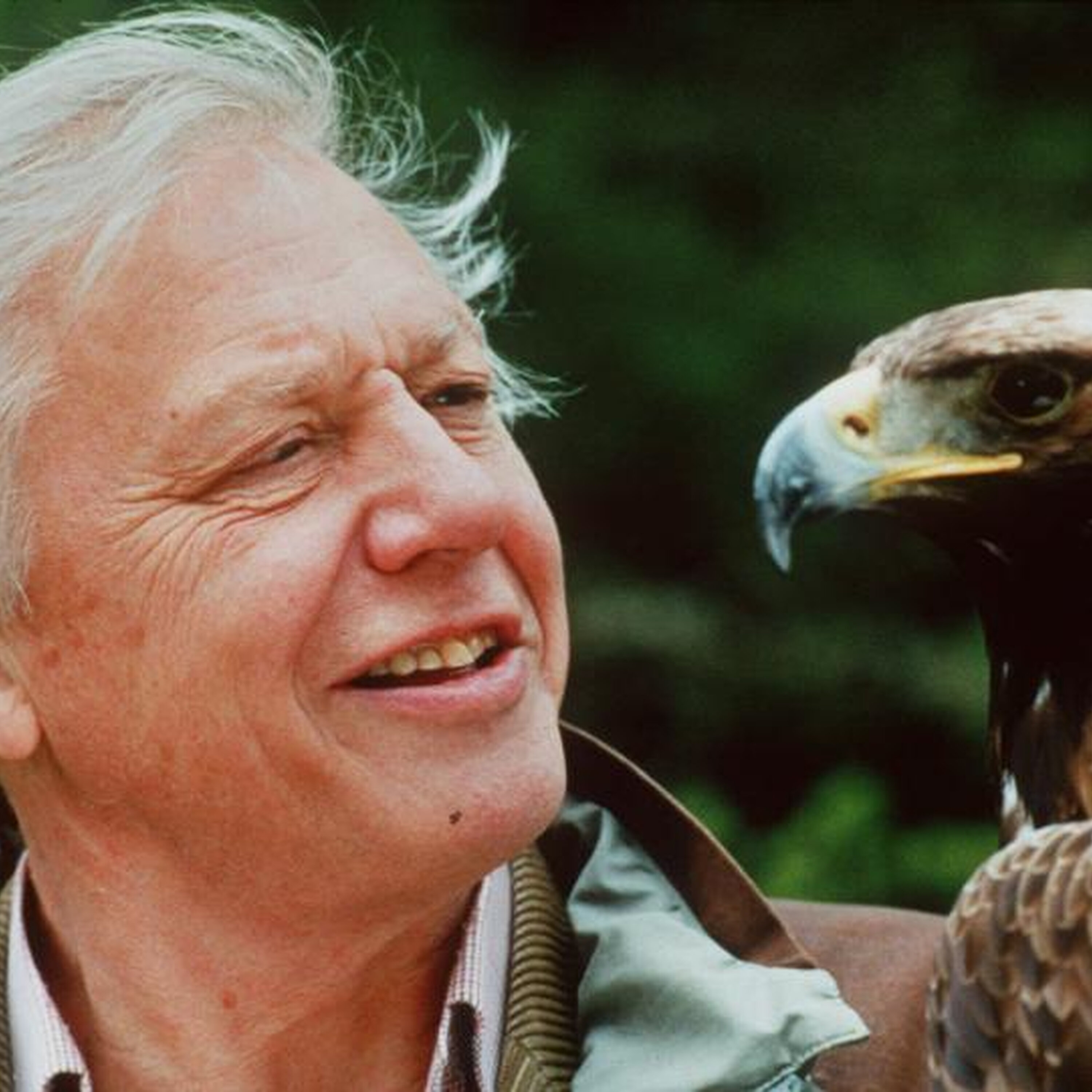 David Attenborough fylder 100: Han er naturens stemme i en krisetid