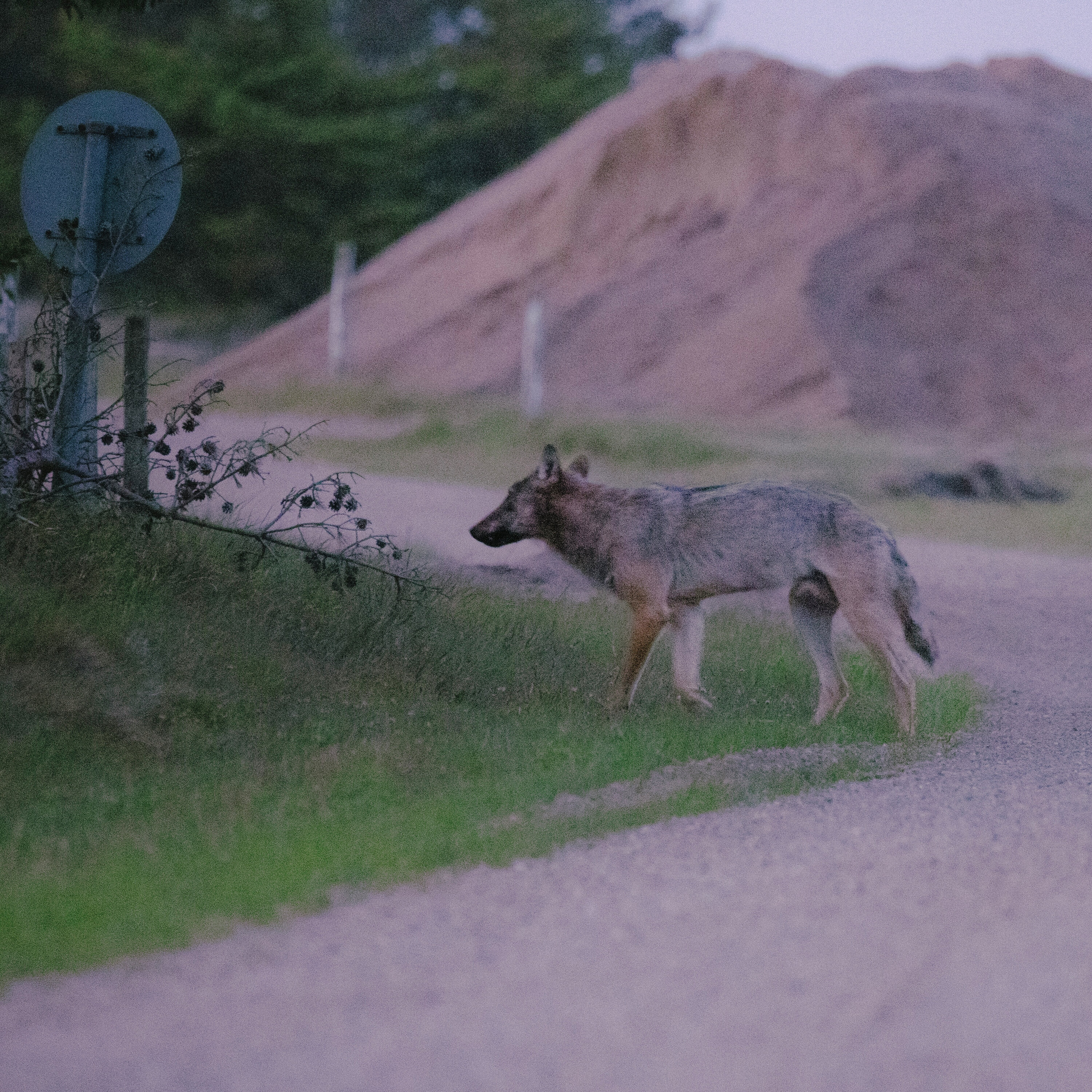 Jagten på ulven i Oksbøl