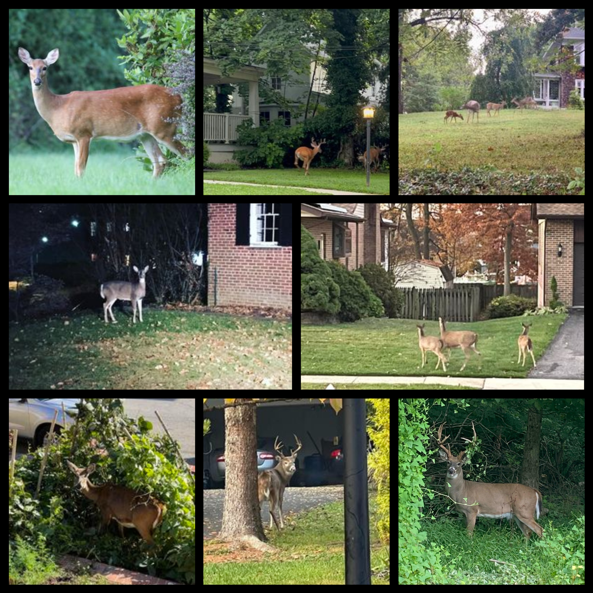 Why Are There So Many Deer Everywhere?