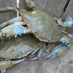 Bay's blue crab numbers lowest in 30 years, according to DNR survey