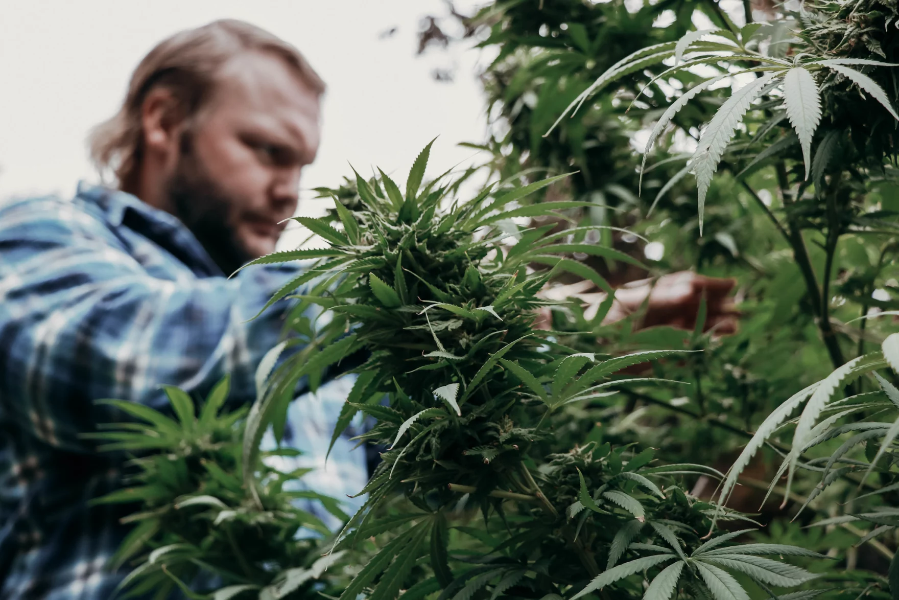Midday News Wrap: Pardons for Maryland marijuana convictions