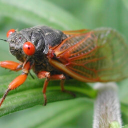 The Brood X Cicadas Are Back: An Update from U Md Extension Specialist Stanton Andrew Gill