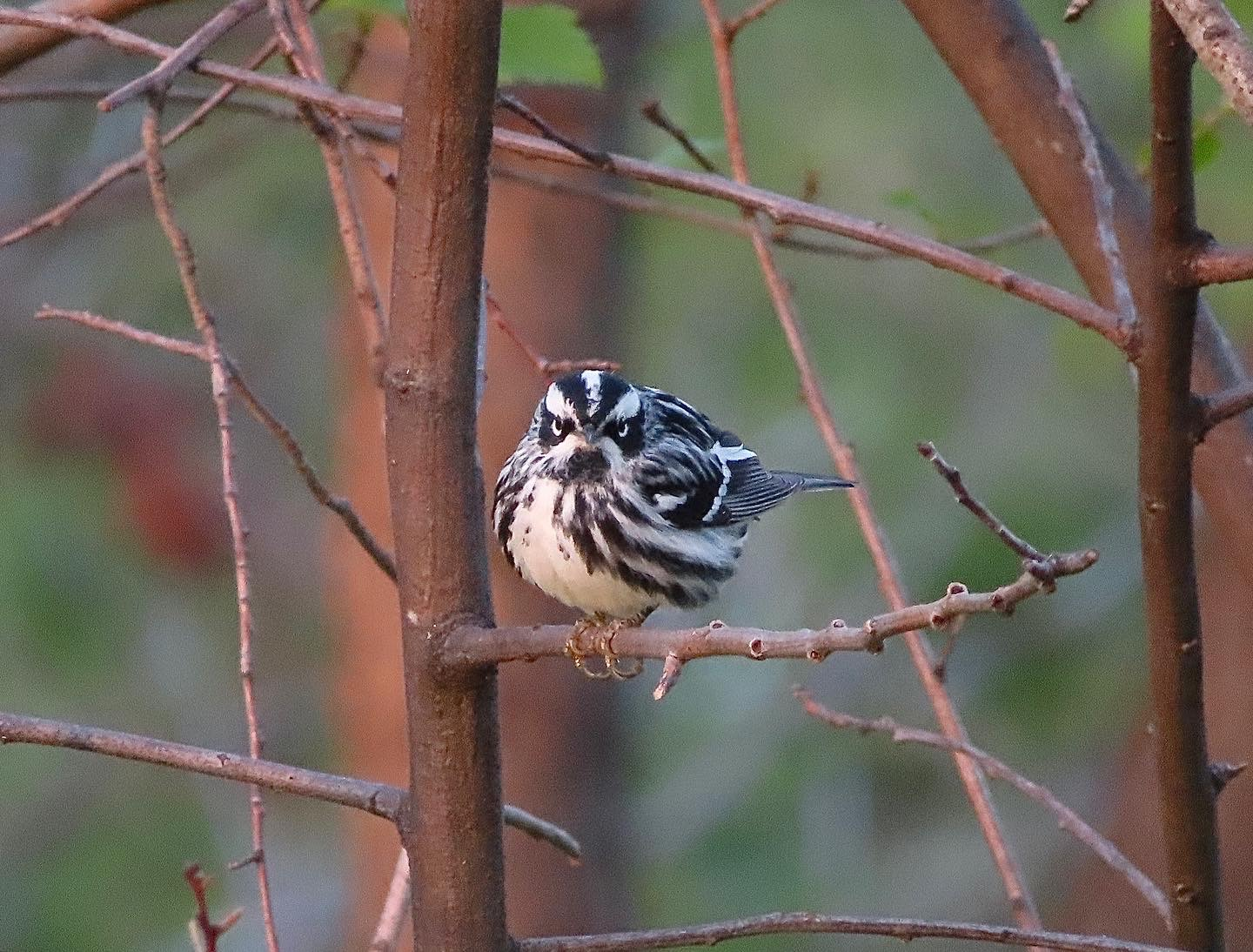 Spring bird watch; Diversifying the environmental field