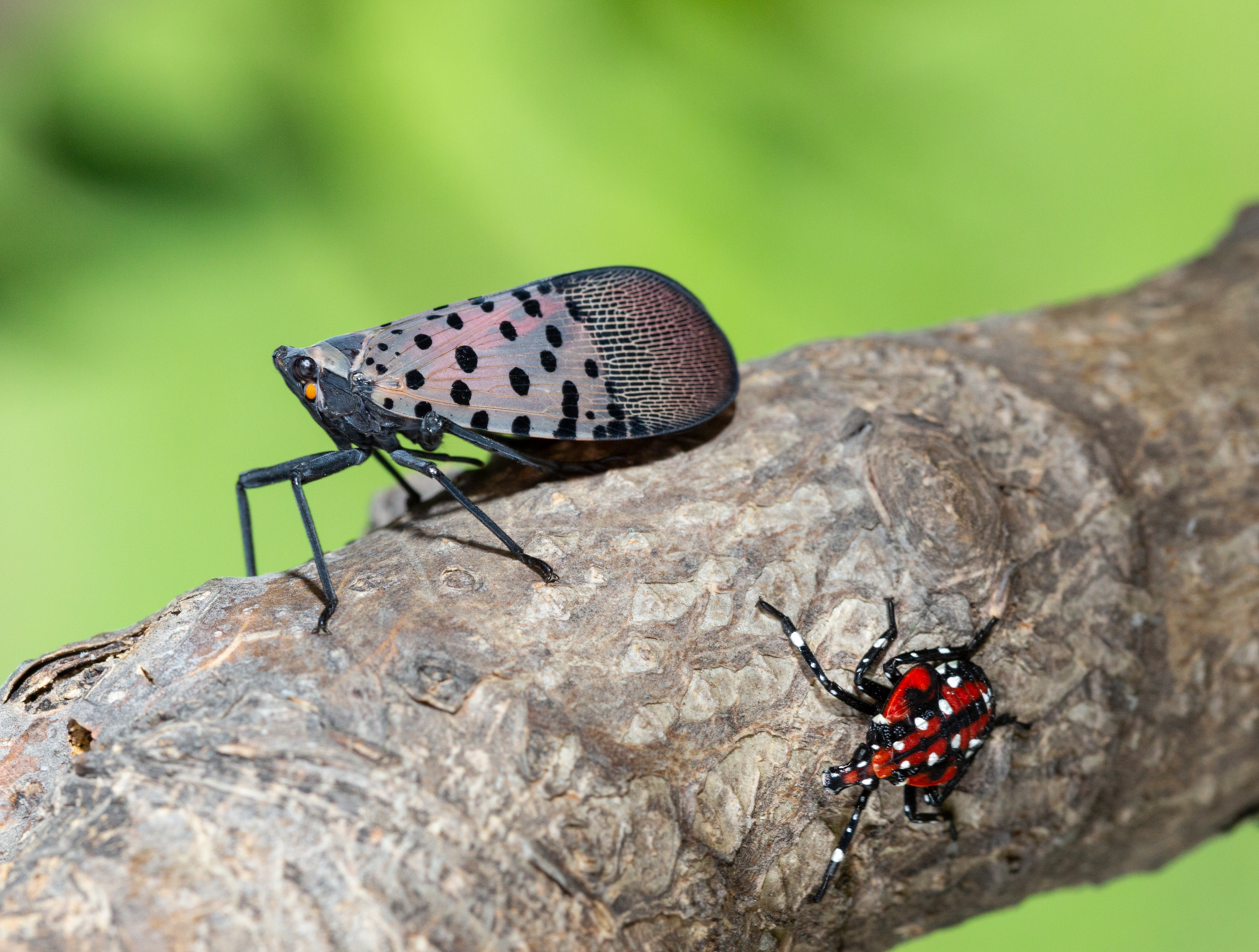 The rise of the Spotted Lanternfly. Plus, locals say less lawn and more indigenous flora