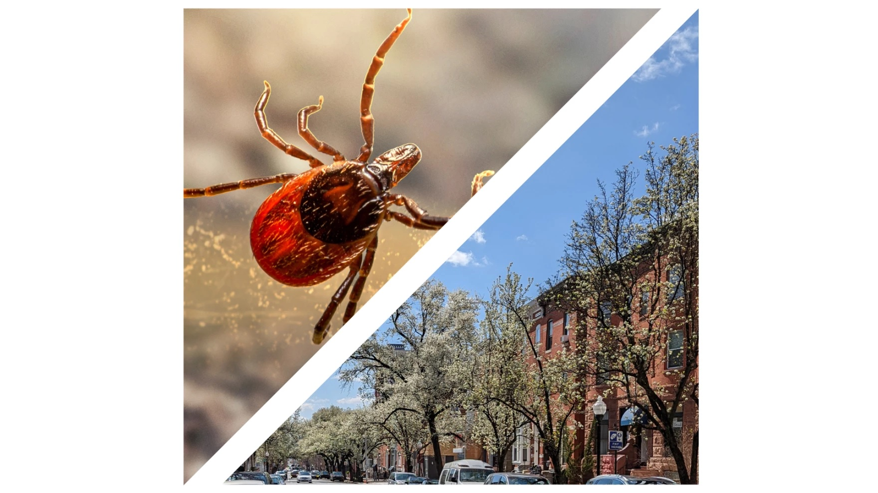 What can you do to avoid ticks and prevent Lyme Disease? Plus, preserving Baltimore's pockets of open space.