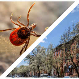 Tick season is here, how can you protect yourself? Plus, conserving Baltimore's green sanctuaries