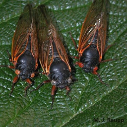 Getting Closer To Showtime: Brood X Cicadas!