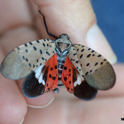 The invasive Spotted Lanternfly and Park Students in the Arctic