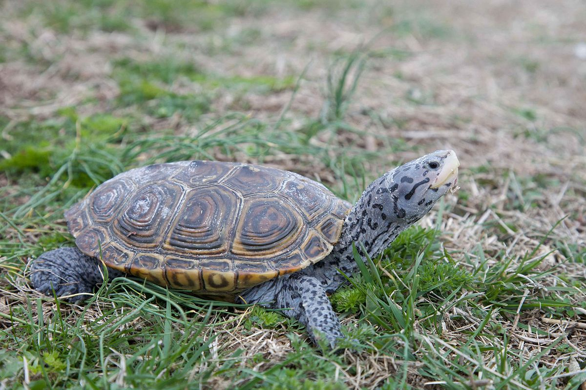How to be a good neighbor to Maryland's wild turtles