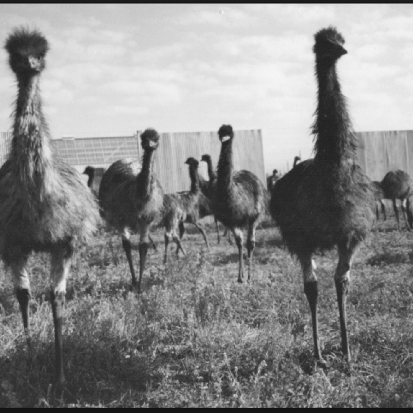 111 - The Emu War (Live in Australia)