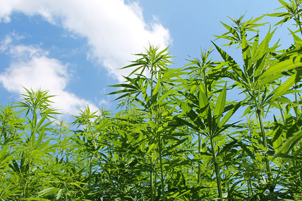 Demand for medicinal cannabis expected to grow rapidly