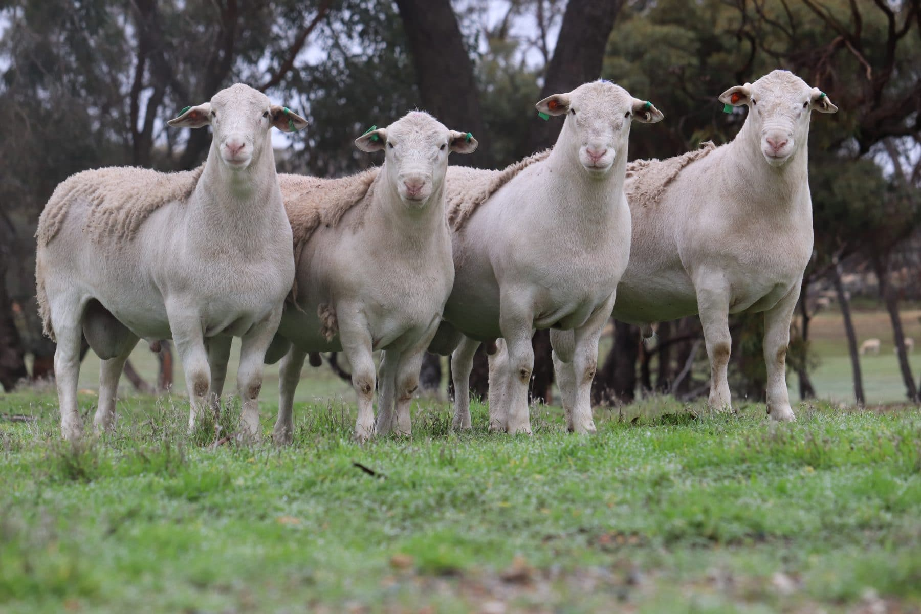 WA self-shedding ram sold for record price