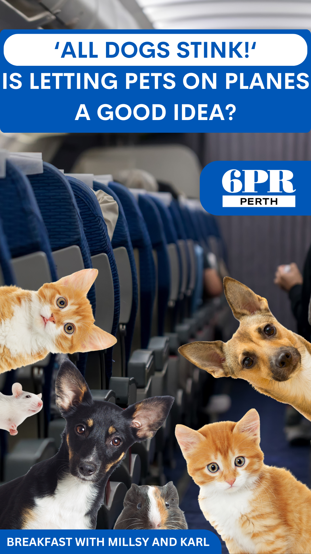 Big pet plane: should dogs be allowed on flights?