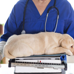 Veterinary Association calls for government to assist pet owners with vet bills