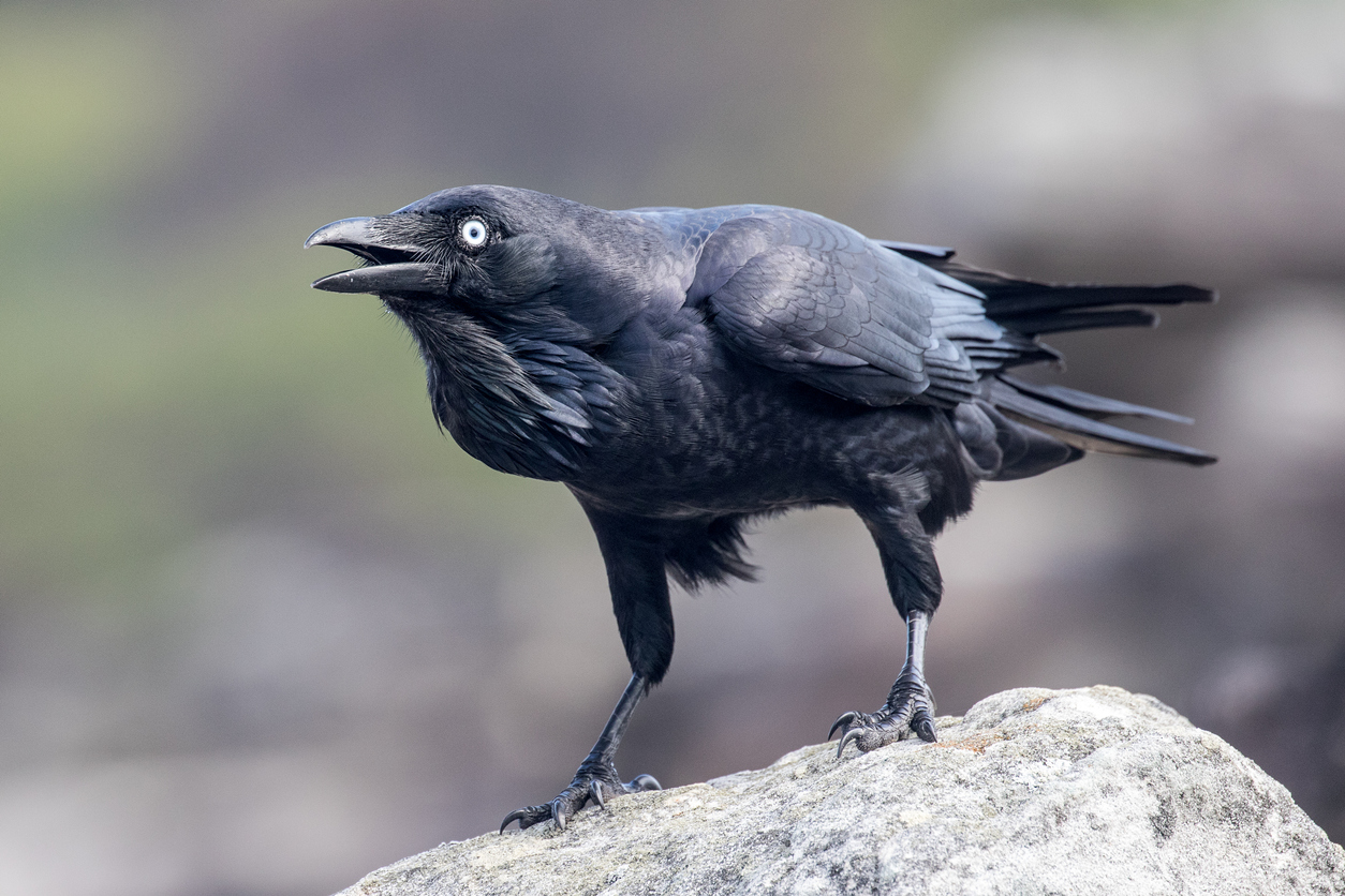 'I've never seen anything like it': Gareth Parker gets answers to the birds 'terrorising' his street