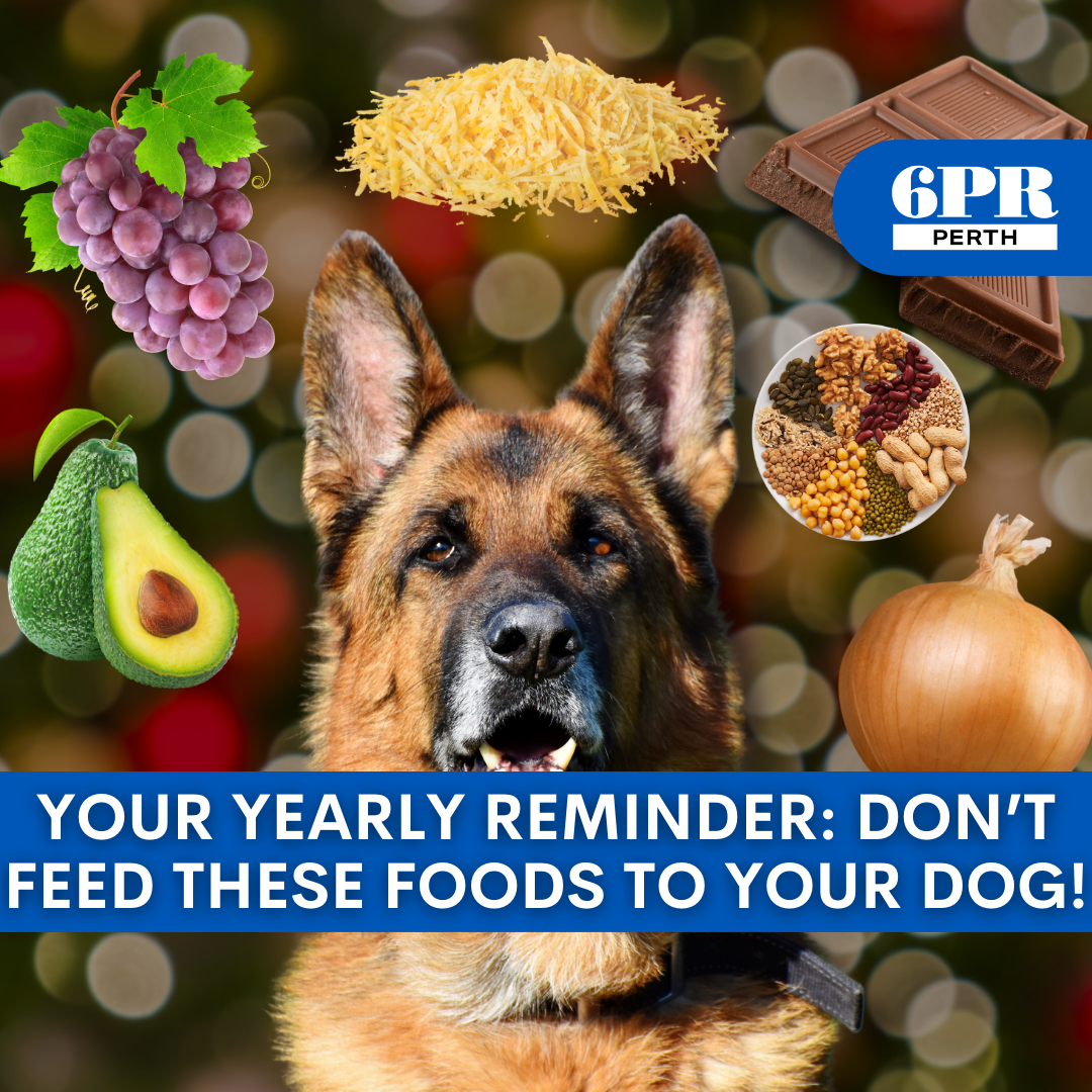 Your yearly reminder: don't feed these foods to your dog!