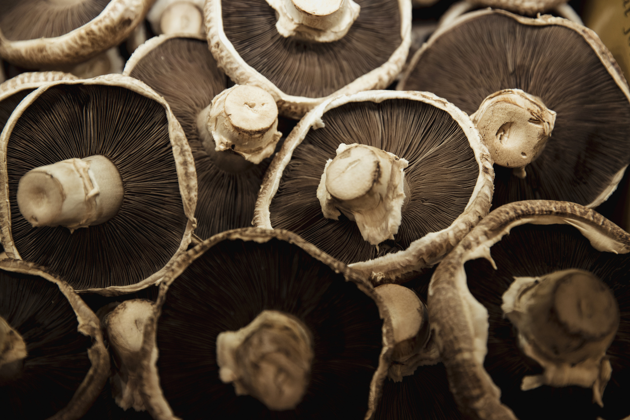 How mushrooms could potentially help in the fight against COVID-19