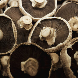 How mushrooms could potentially help in the fight against COVID-19