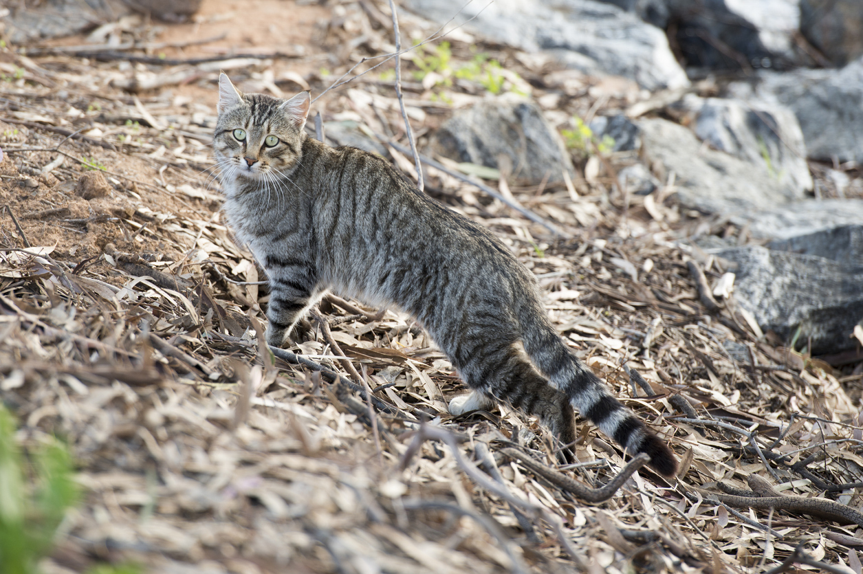 How a 'genetically modified cat' could save Australia's biodiversity