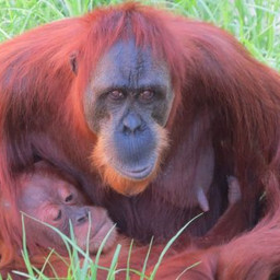 Orangutan's escape enclosure at Perth Zoo