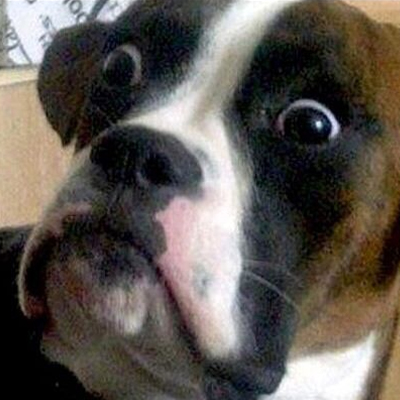 Local council wants to enforce a cat curfew and the compulsory desexing of dogs.