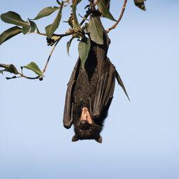 Why Gold Coast residents are having more unusual 'bat encounters'